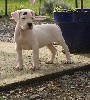  - Chiots actuellement disponibles