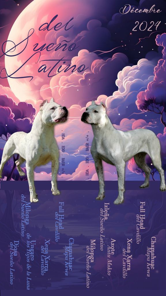 chiot Dogo Argentino del Sueno Latino