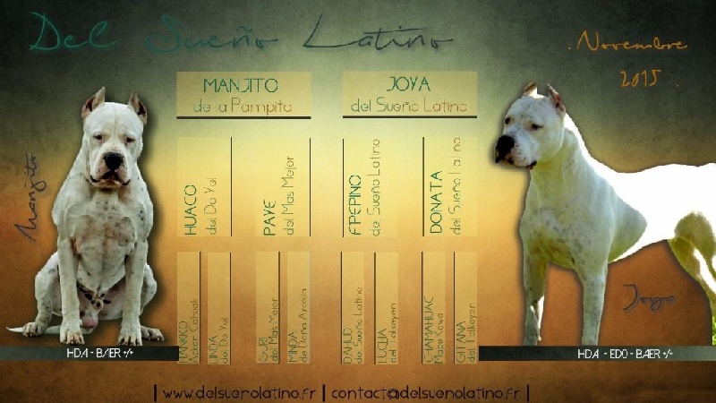 del Sueno Latino - Dogo Argentino - Portée née le 29/11/2015