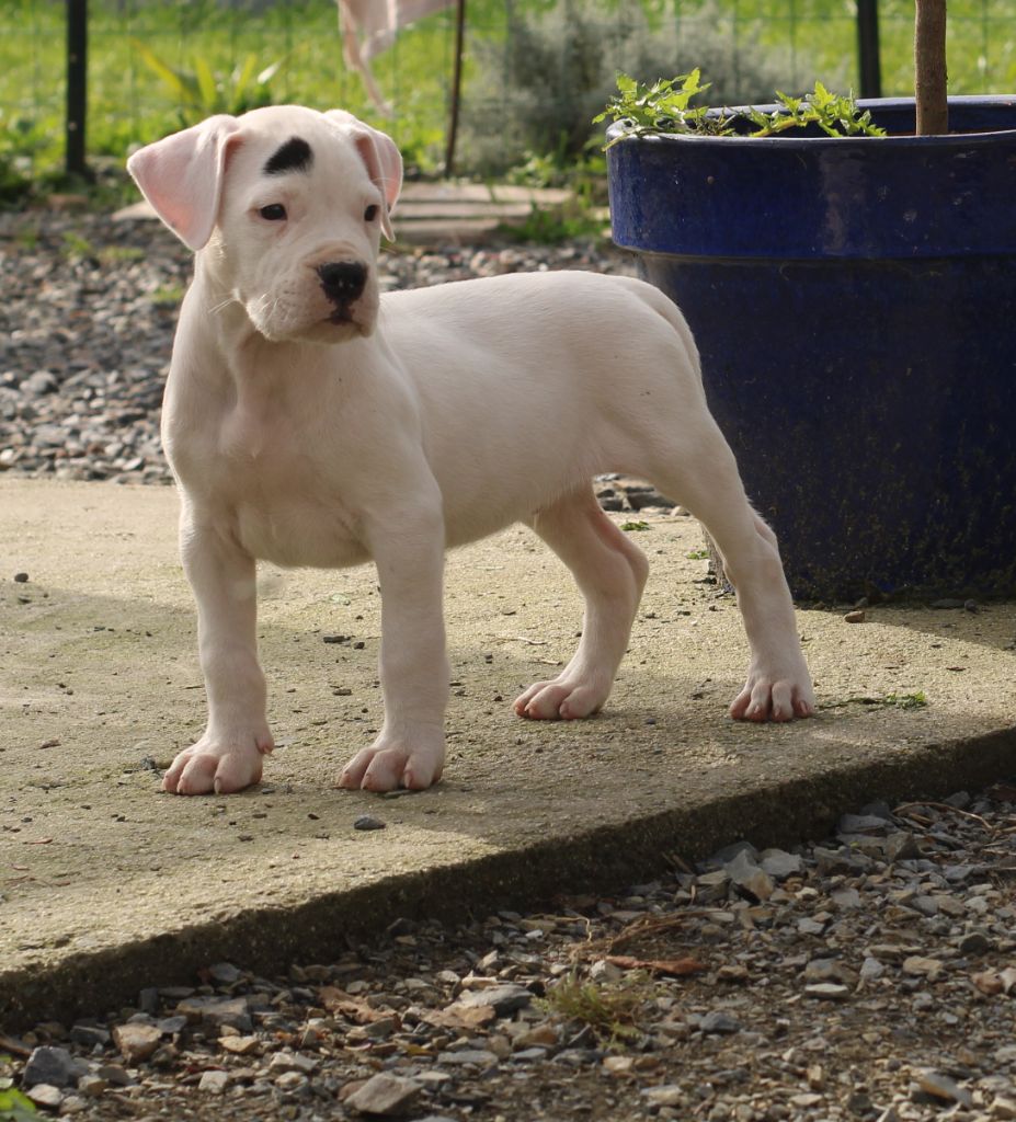 del Sueno Latino - Chiot disponible  - Dogo Argentino