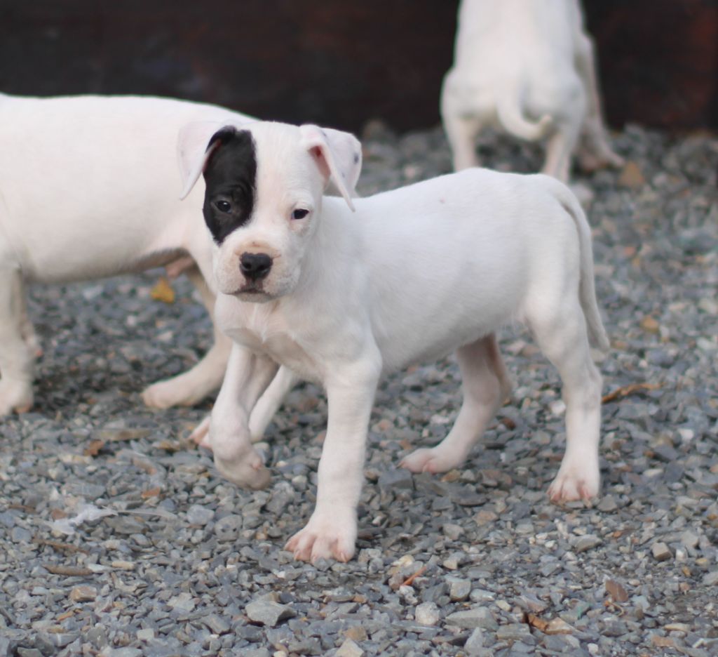 del Sueno Latino - Chiot disponible  - Dogo Argentino