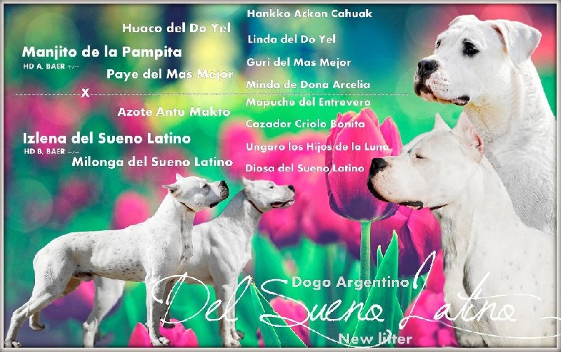 del Sueno Latino - Dogo Argentino - Portée née le 18/12/2015