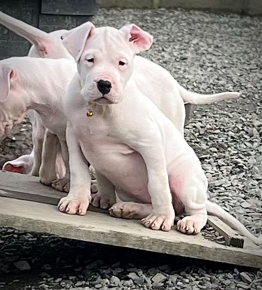 del Sueno Latino - Chiot disponible  - Dogo Argentino