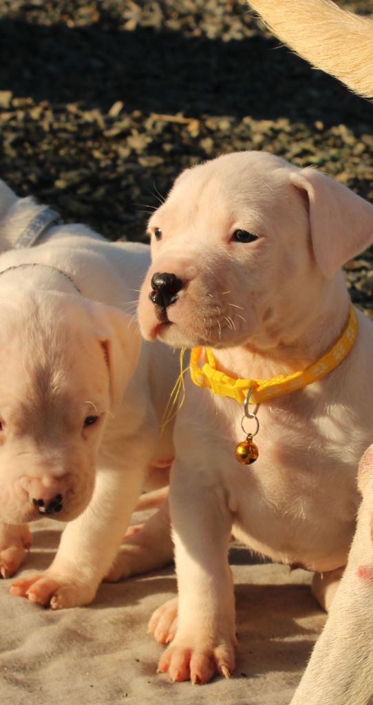 del Sueno Latino - Chiot disponible  - Dogo Argentino