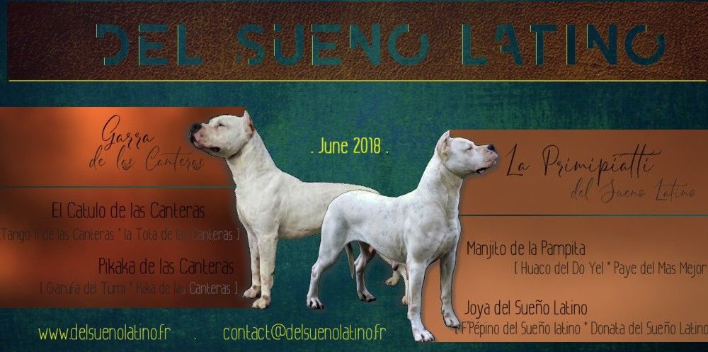 del Sueno Latino - Dogo Argentino - Portée née le 26/06/2018