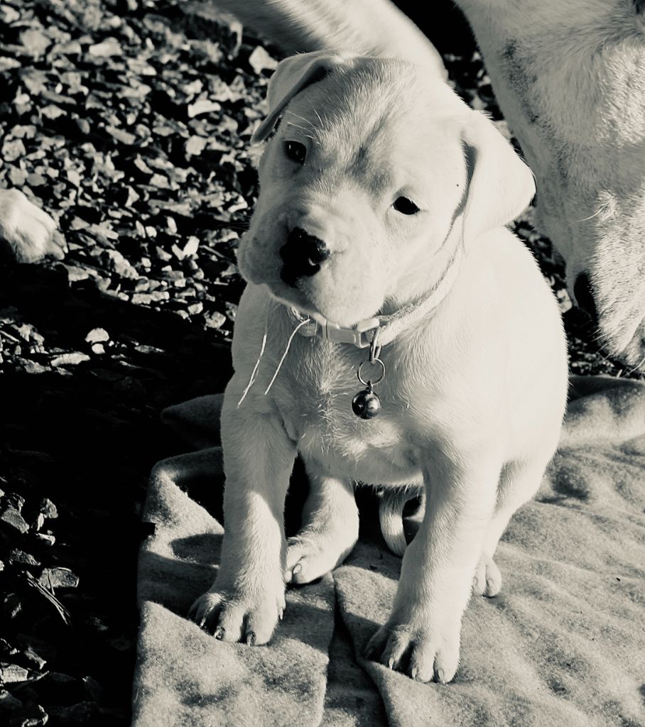 del Sueno Latino - Chiot disponible  - Dogo Argentino