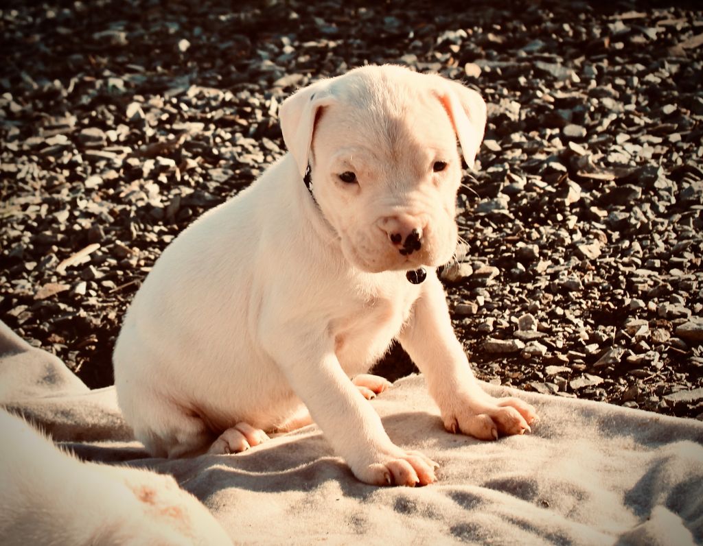 del Sueno Latino - Chiot disponible  - Dogo Argentino