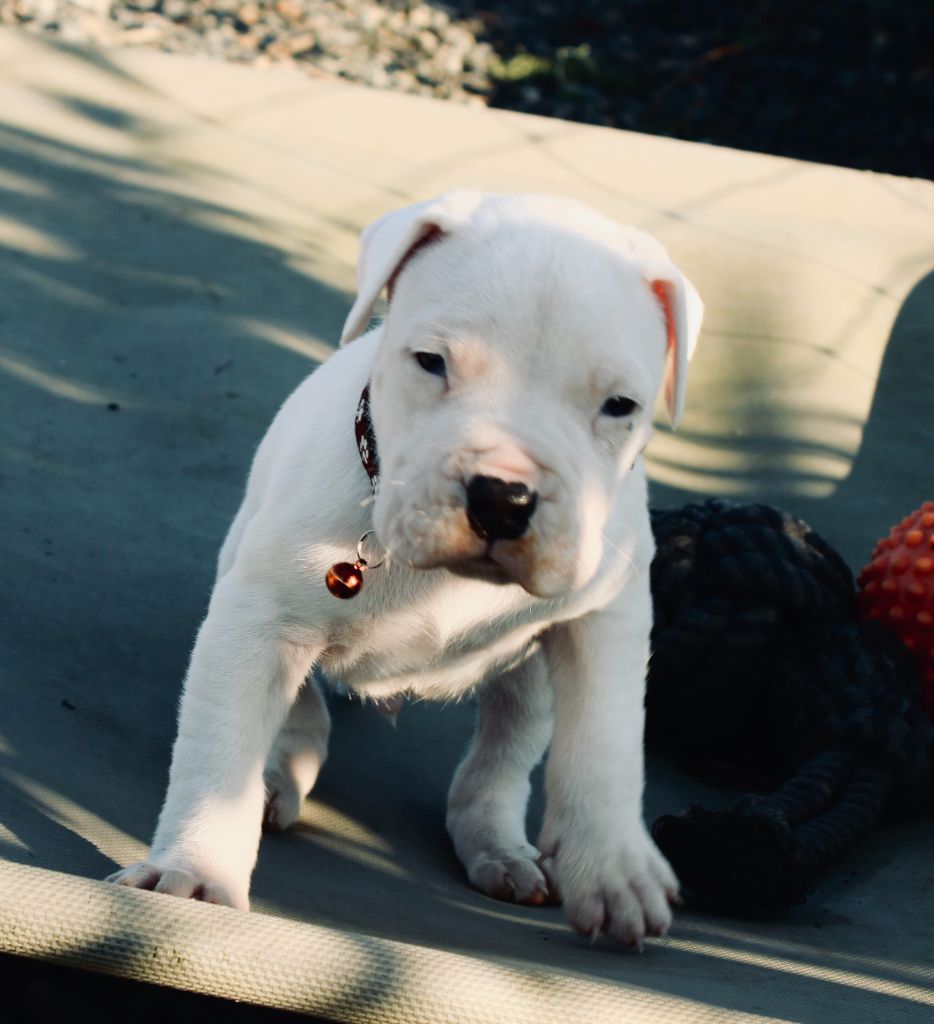 del Sueno Latino - Chiot disponible  - Dogo Argentino