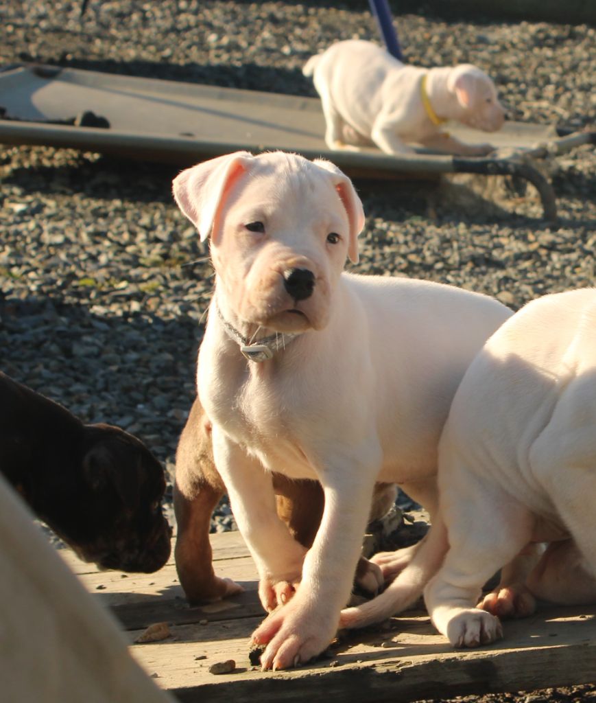 del Sueno Latino - Chiot disponible  - Dogo Argentino