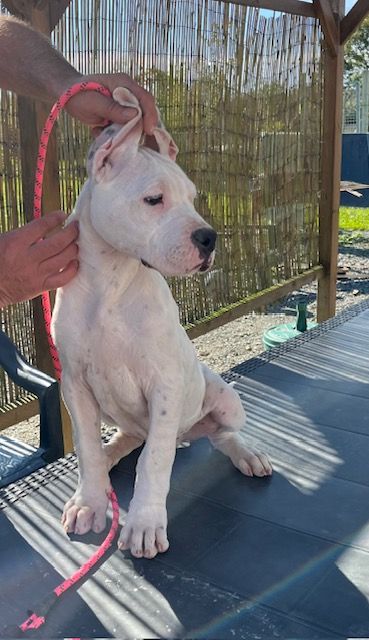 del Sueno Latino - Chiot disponible  - Dogo Argentino