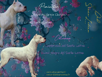 del Sueno Latino - Dogo Argentino - Portée née le 22/03/2023