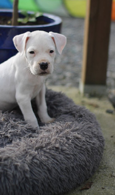 del Sueno Latino - Dogo Argentino - Portée née le 23/08/2024