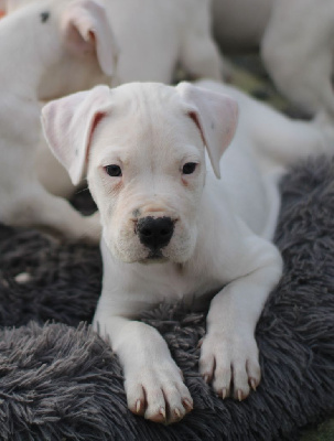 del Sueno Latino - Dogo Argentino - Portée née le 23/08/2024