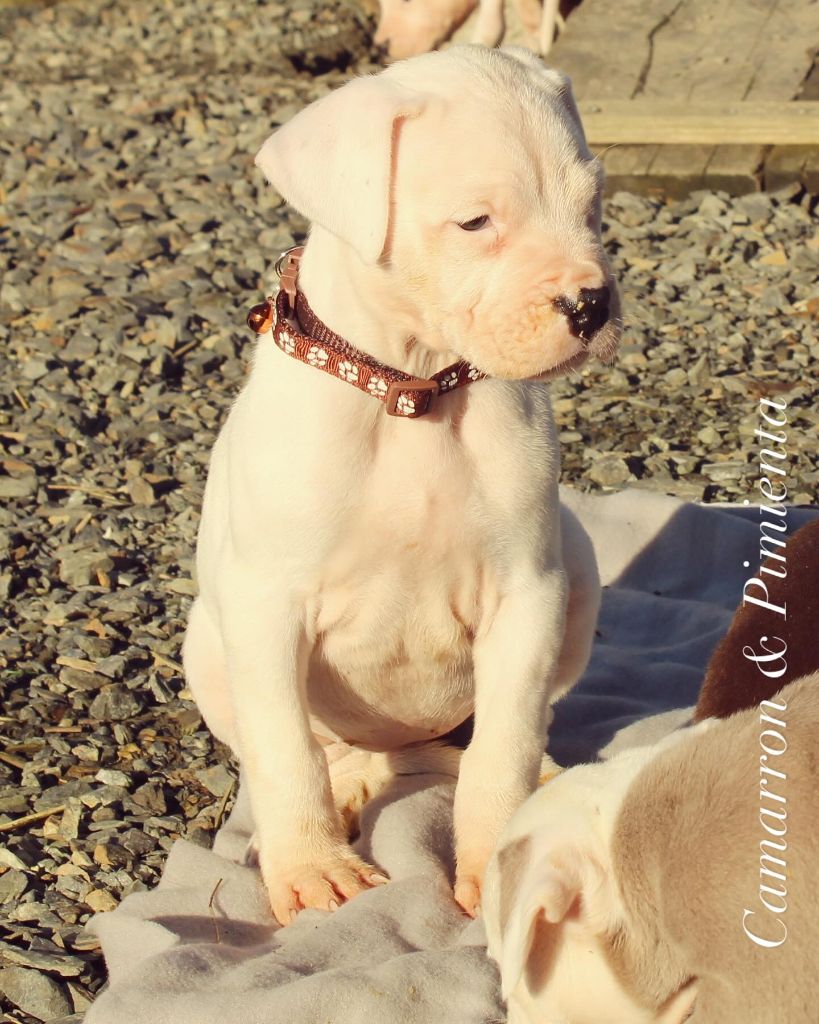 del Sueno Latino - Chiot disponible  - Dogo Argentino