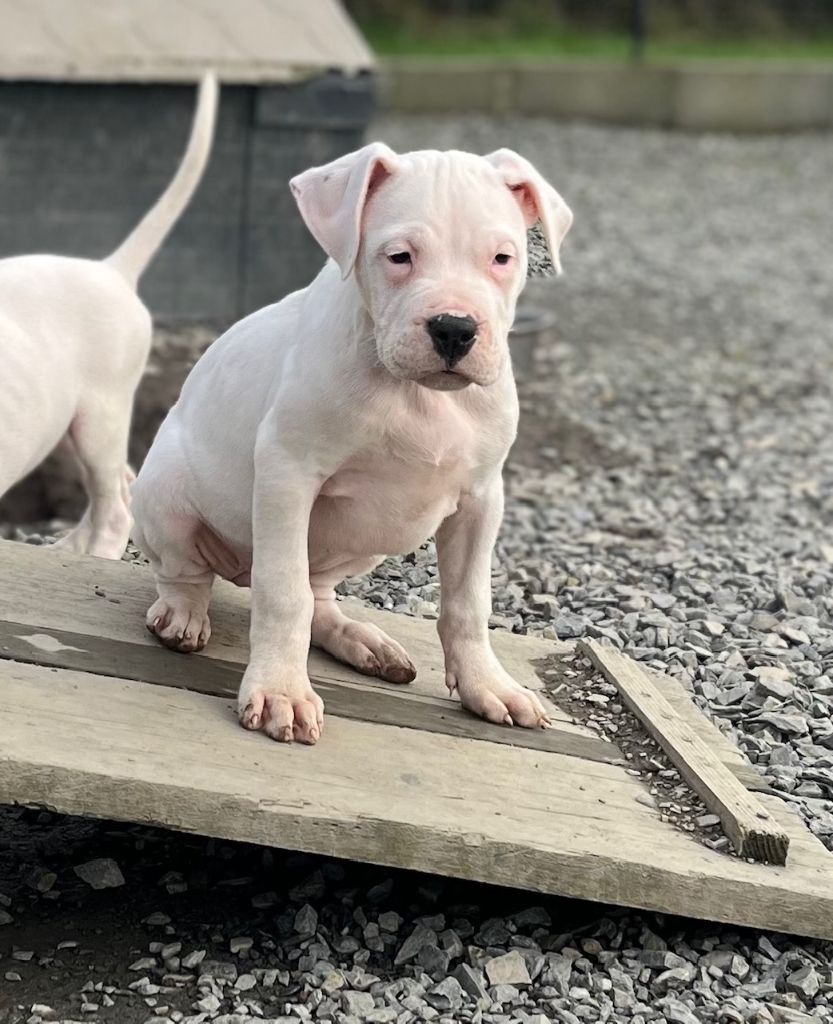 del Sueno Latino - Chiot disponible  - Dogo Argentino