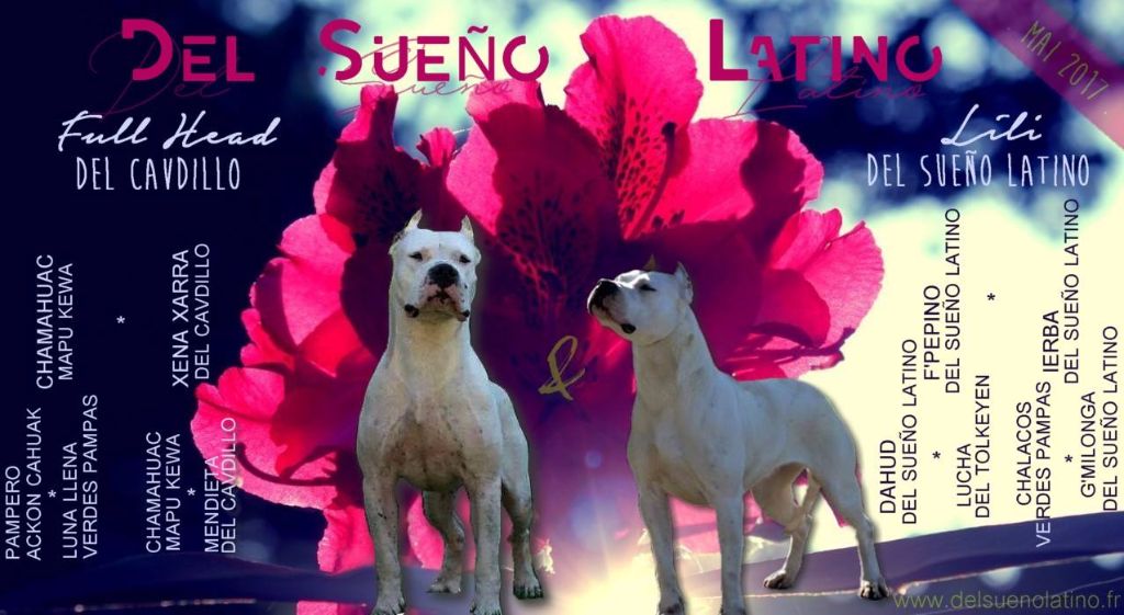 del Sueno Latino - Dogo Argentino - Portée née le 04/05/2017