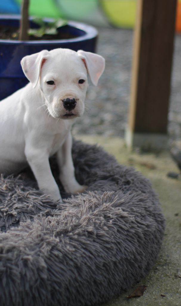 del Sueno Latino - Chiot disponible  - Dogo Argentino