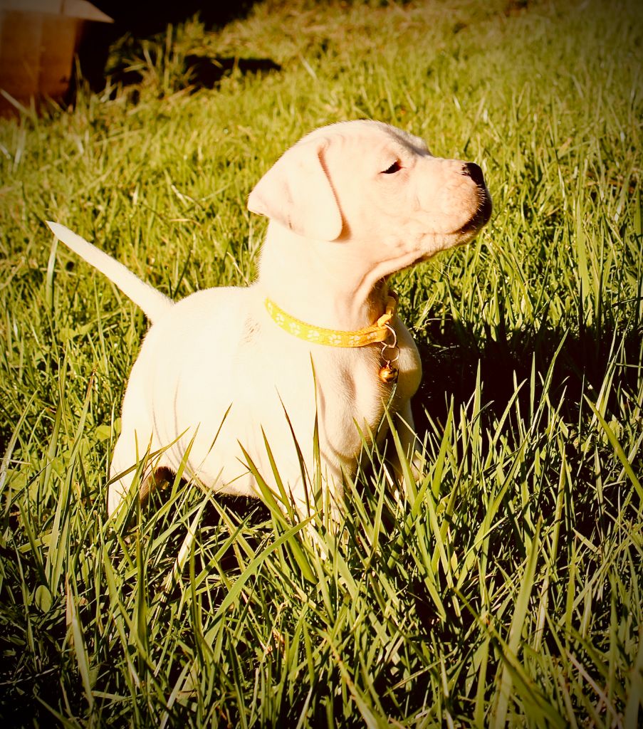 del Sueno Latino - Chiot disponible  - Dogo Argentino