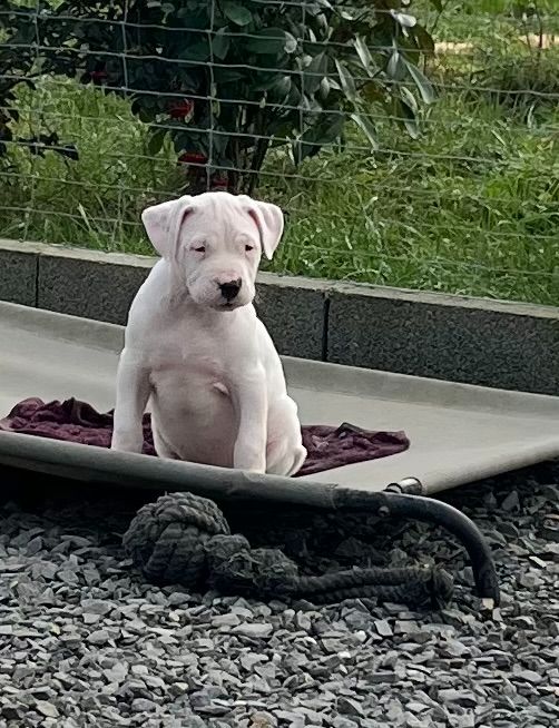 del Sueno Latino - Chiot disponible  - Dogo Argentino