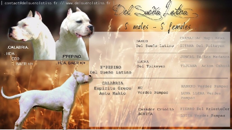 del Sueno Latino - Dogo Argentino - Portée née le 17/05/2015
