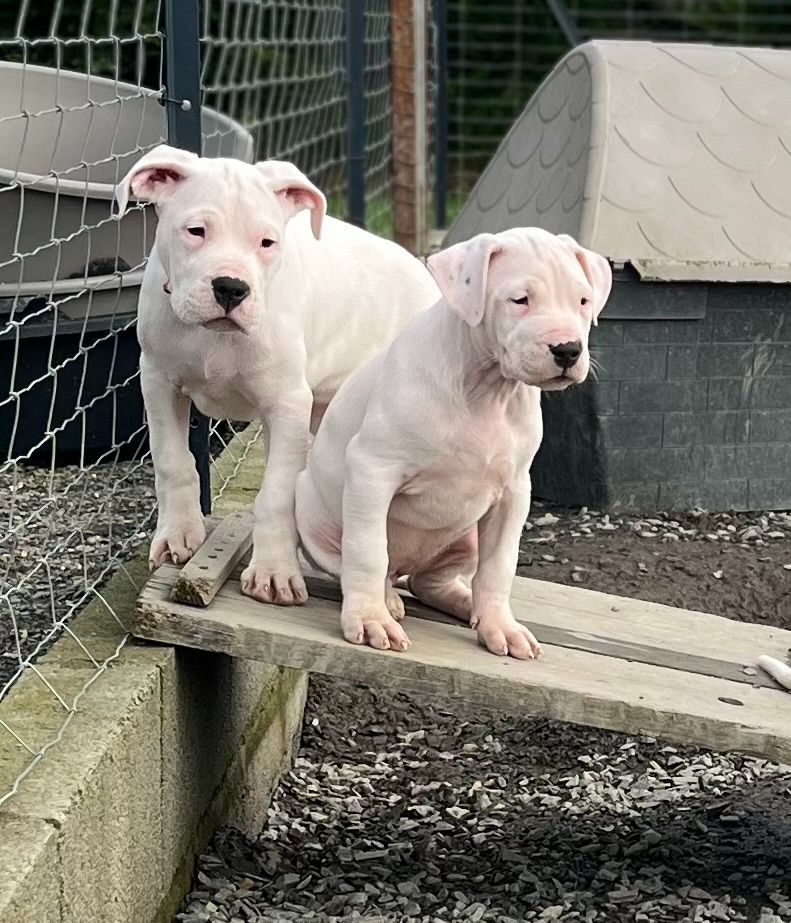 del Sueno Latino - Chiot disponible  - Dogo Argentino