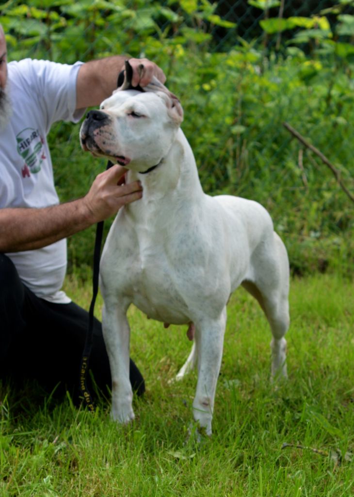 Little sugar del Sueno Latino