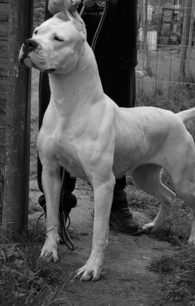 Nemesia del Sueno Latino