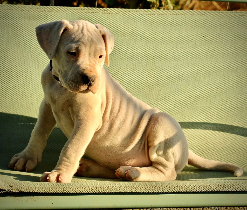 Arrogance del Sueno Latino