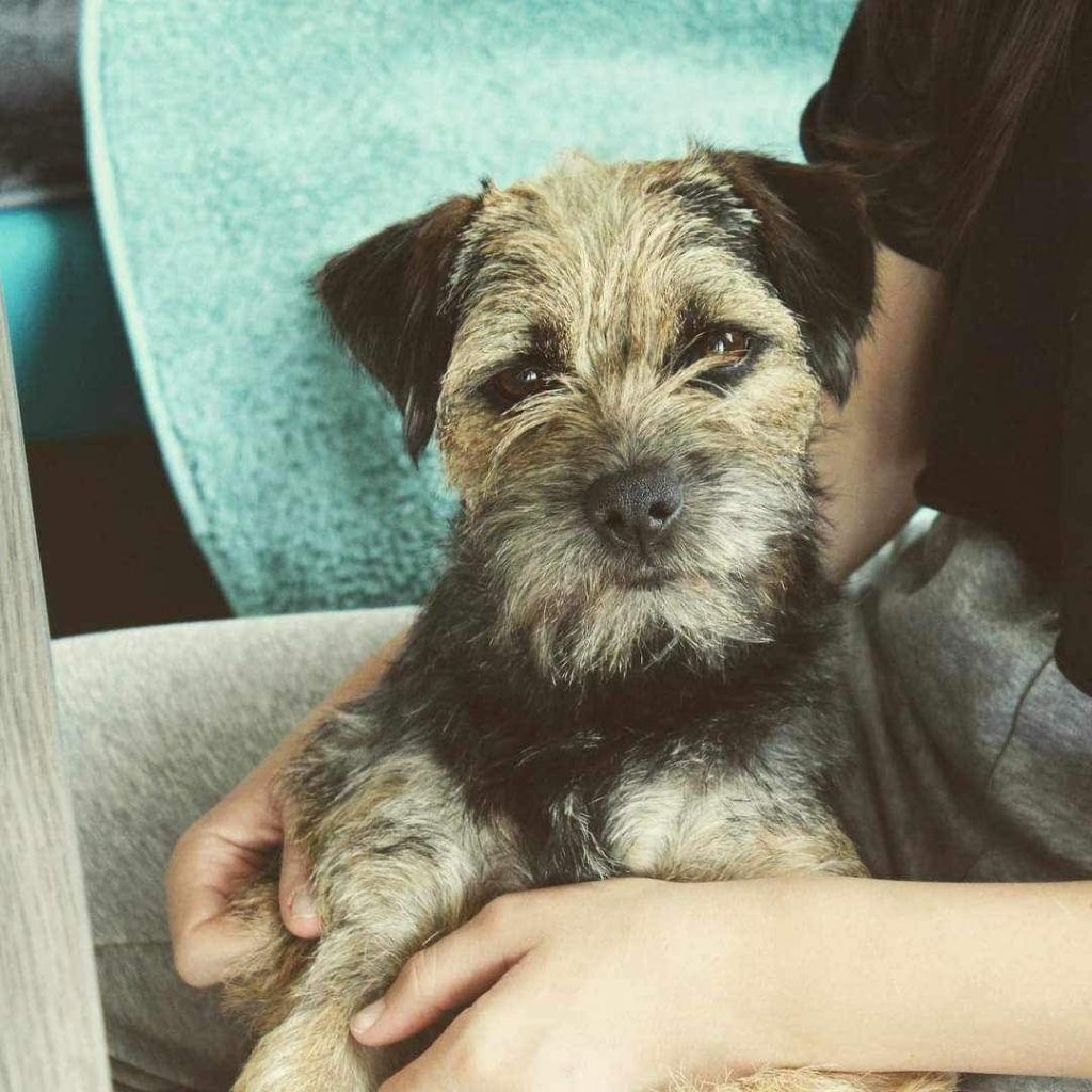 Terez Des Brumes De Kalhan