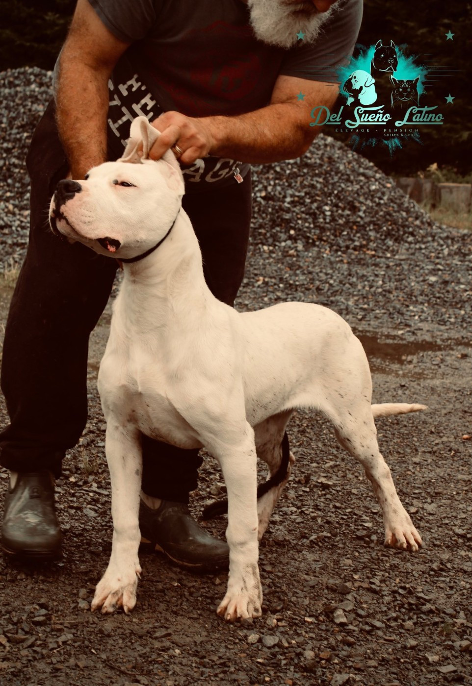 AMAROK del Sueno Latino