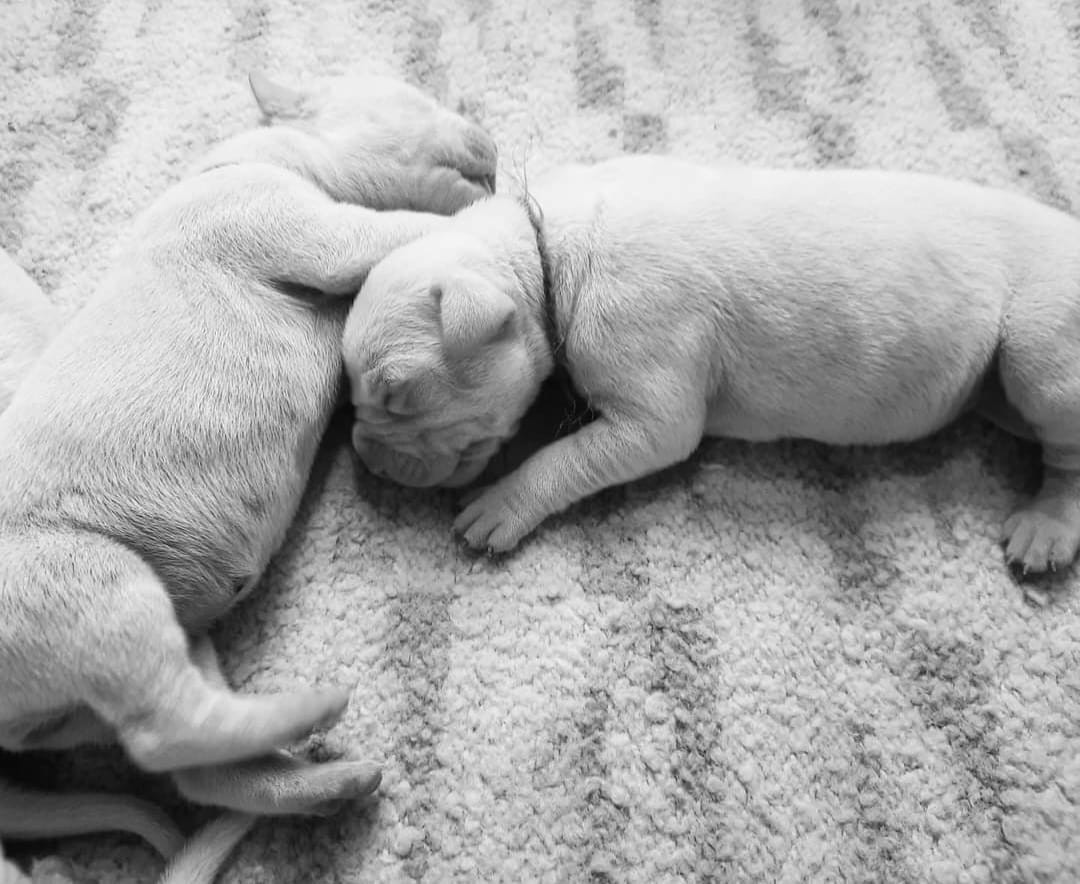 del Sueno Latino - Les bébés de Napoléon et Shalimar sont arrivés !