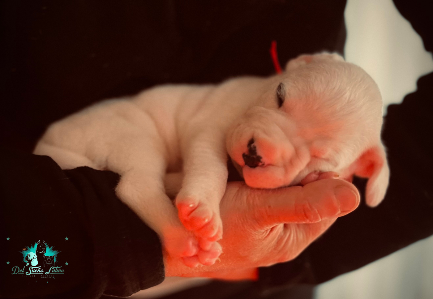 del Sueno Latino - Des nouvelles photos des bébés