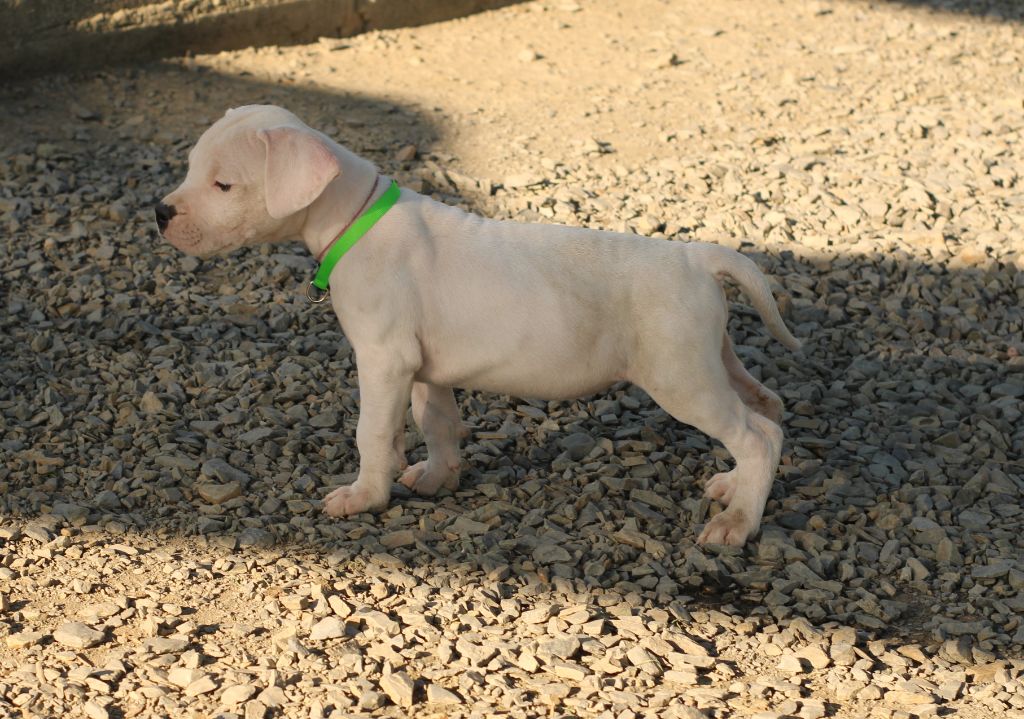 del Sueno Latino - Chiots disponibles - Dogo Argentino