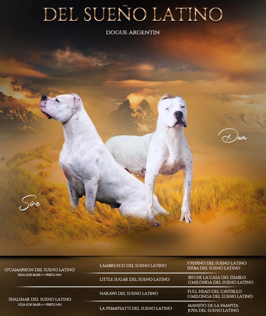 del Sueno Latino - Dogo Argentino - Portée née le 17/11/2023