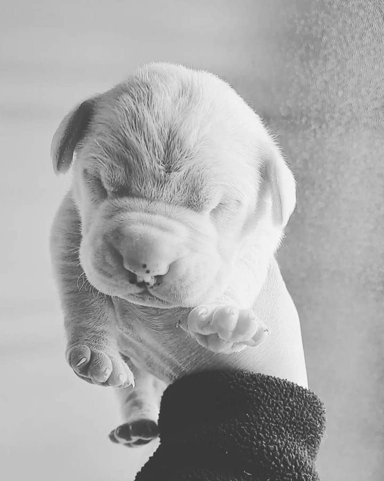 del Sueno Latino - Chiots disponibles - Dogo Argentino