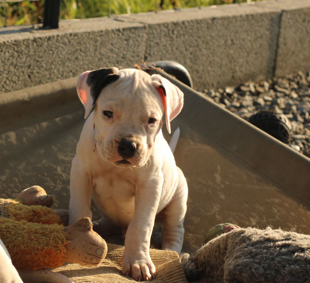 del Sueno Latino - Chiots disponibles - Dogo Argentino
