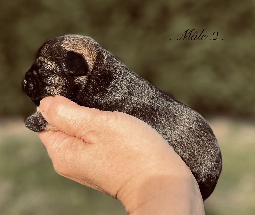 del Sueno Latino - Chiots disponibles - Border Terrier