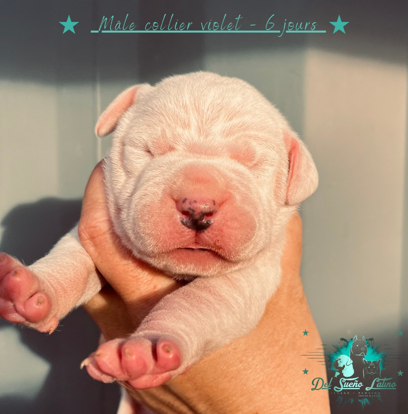 del Sueno Latino - Chiots disponibles - Dogo Argentino