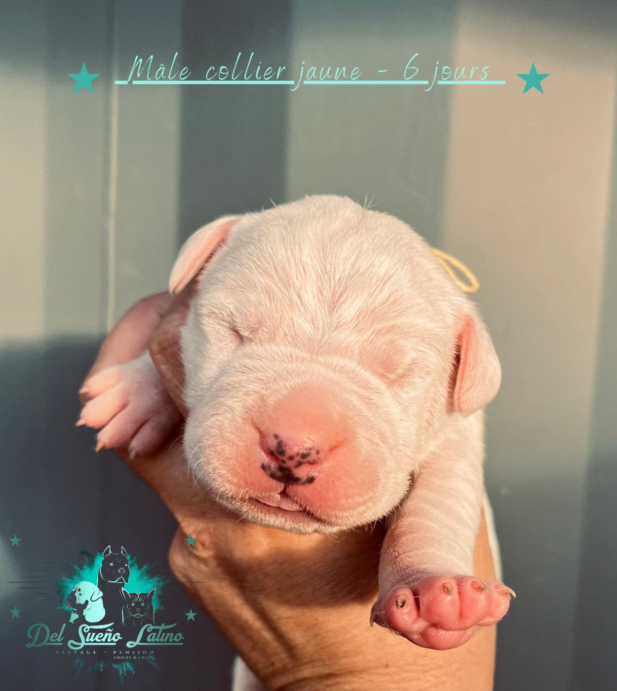 del Sueno Latino - Chiots disponibles - Dogo Argentino