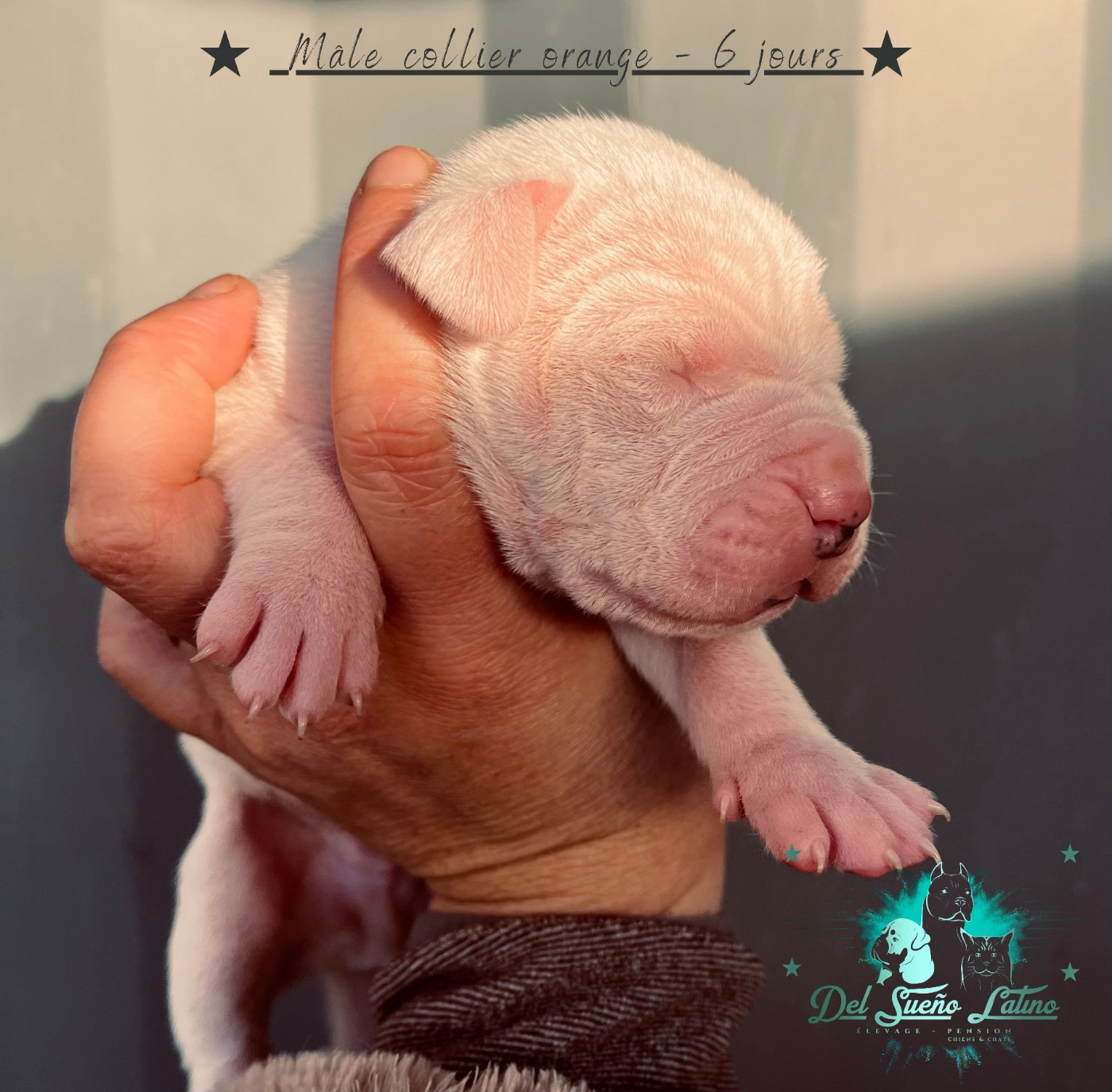 del Sueno Latino - Chiots disponibles - Dogo Argentino