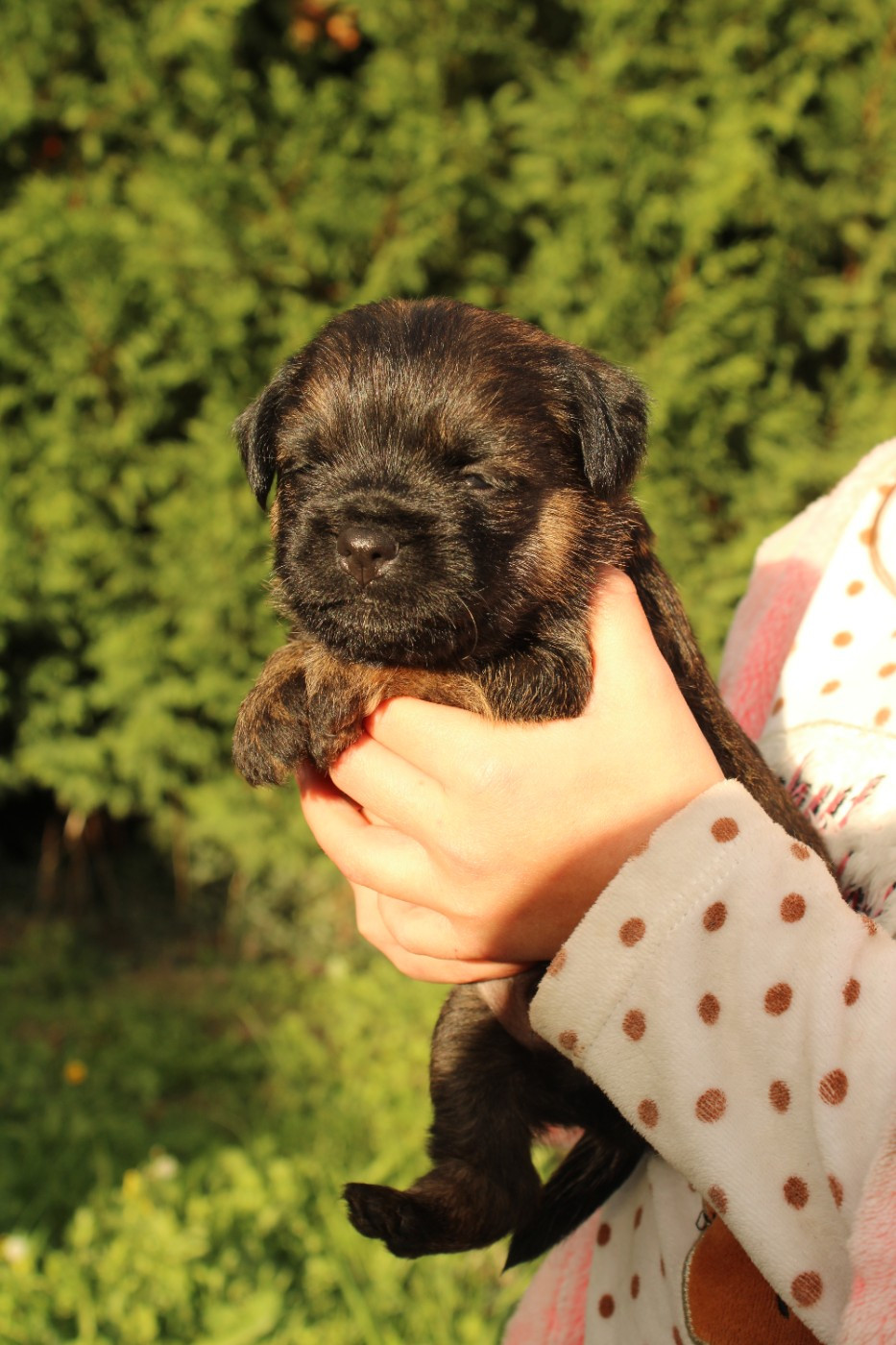 del Sueno Latino - Chiots disponibles - Border Terrier