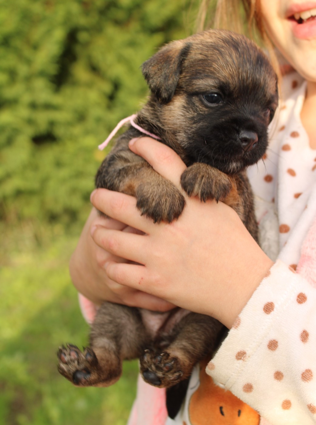 del Sueno Latino - Chiots disponibles - Border Terrier