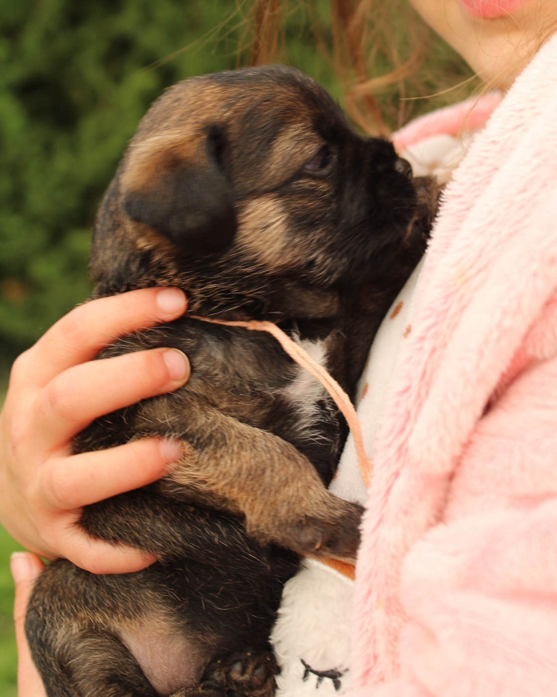 del Sueno Latino - Chiots disponibles - Border Terrier