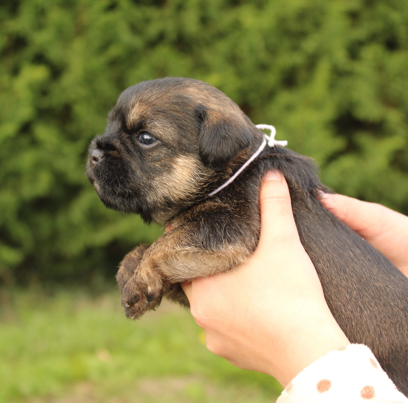 del Sueno Latino - Chiots disponibles - Border Terrier