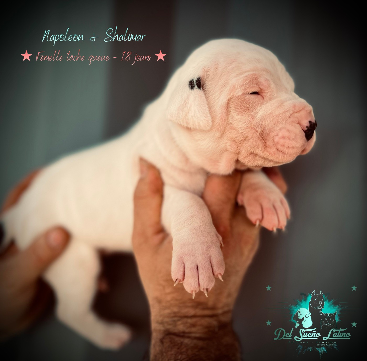 del Sueno Latino - Chiots disponibles - Dogo Argentino
