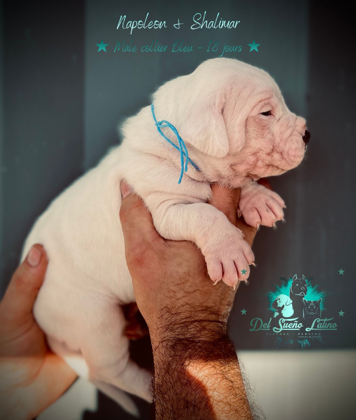 del Sueno Latino - Chiots disponibles - Dogo Argentino