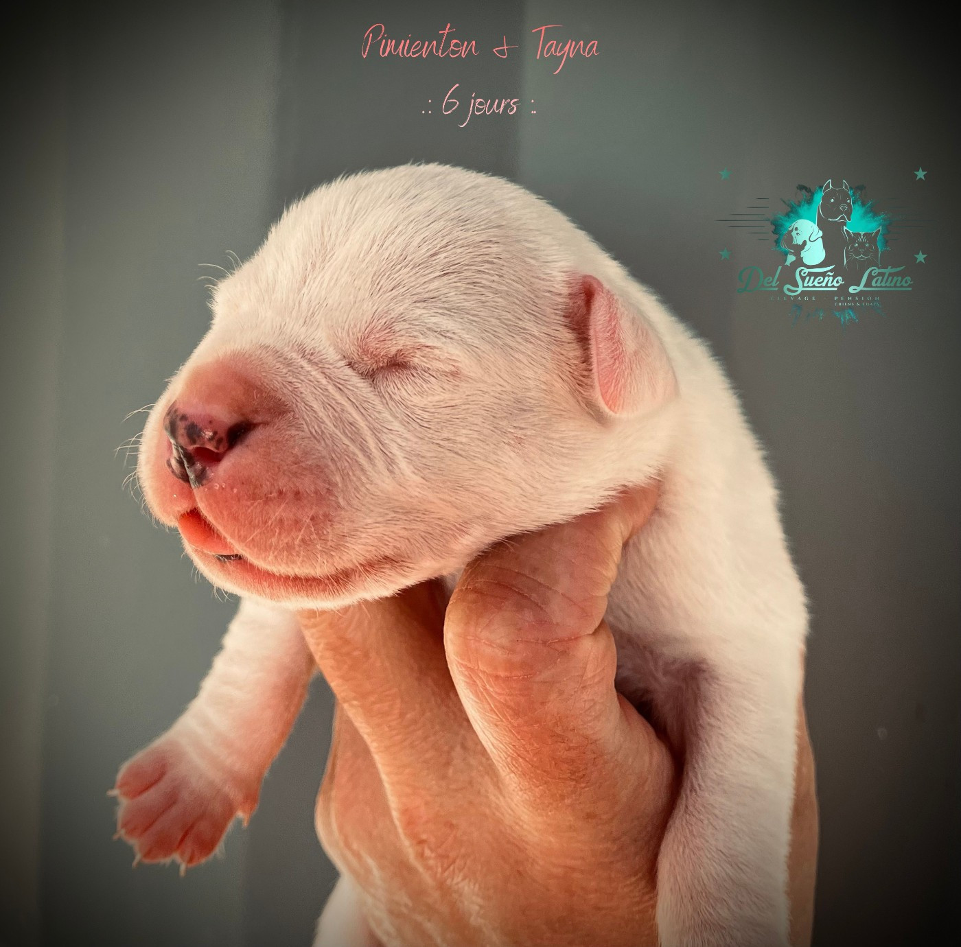 del Sueno Latino - Chiots disponibles - Dogo Argentino