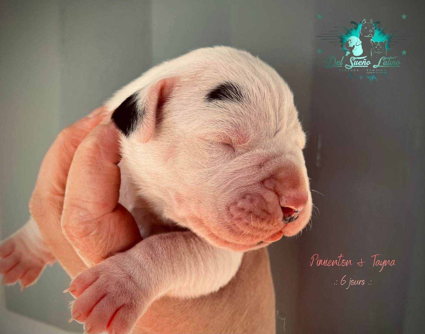 del Sueno Latino - Chiots disponibles - Dogo Argentino