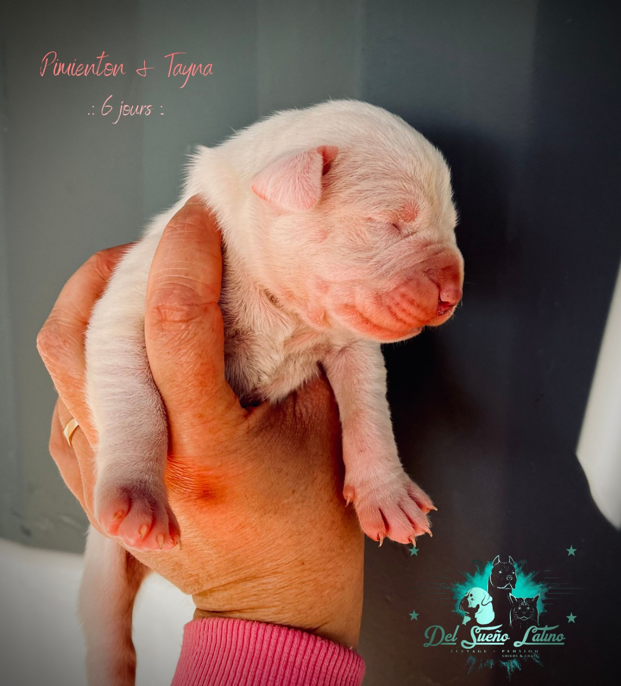 del Sueno Latino - Chiots disponibles - Dogo Argentino
