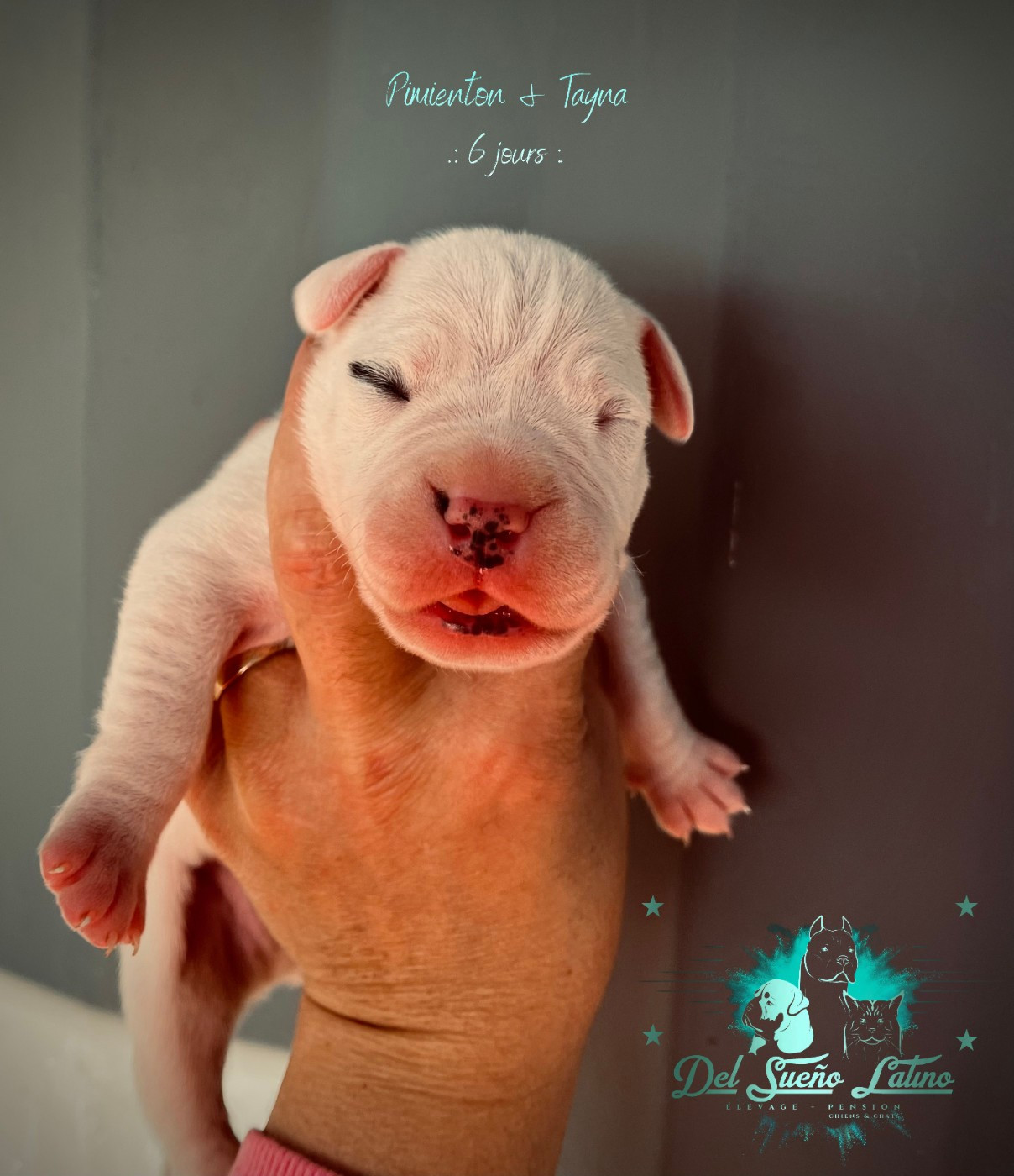del Sueno Latino - Chiots disponibles - Dogo Argentino